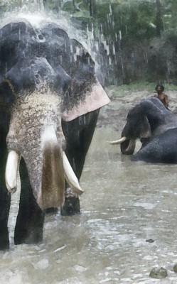 elephant_water